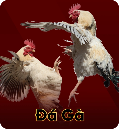 Đá Gà (4)