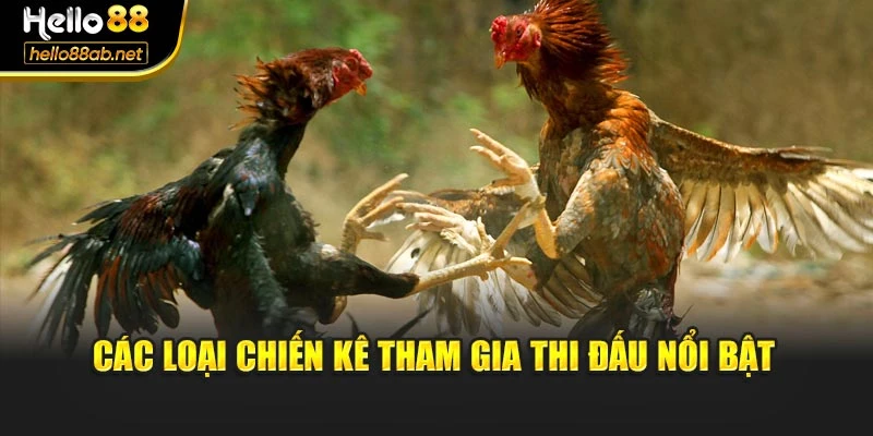 Các loại chiến kê tham gia thi đấu nổi bật