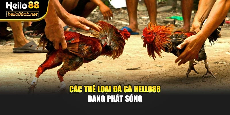 Các thể loại đá gà Hello88 đang phát sóng