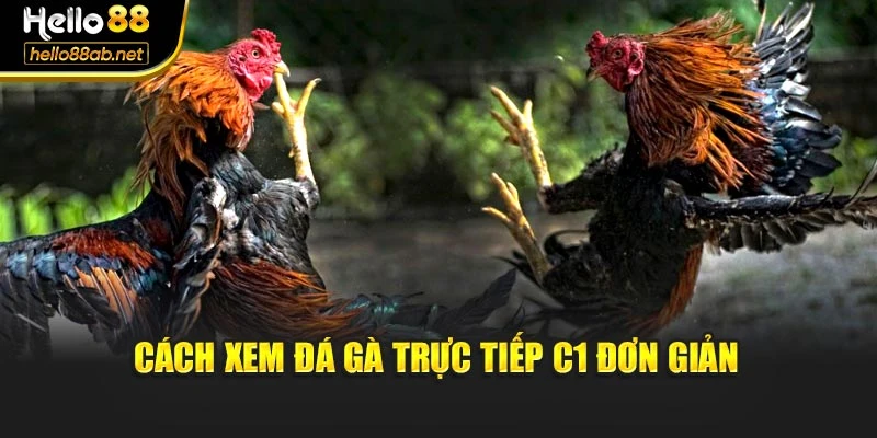 Cách xem đá gà trực tiếp C1 đơn giản