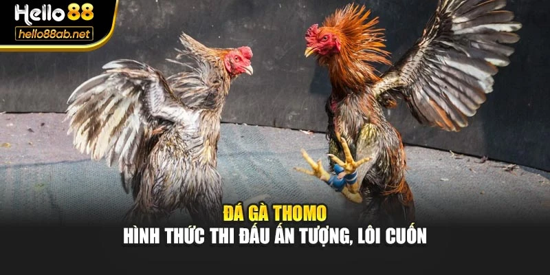 Đá Gà Thomo - Hình Thức Thi Đấu Ấn Tượng, Lôi Cuốn