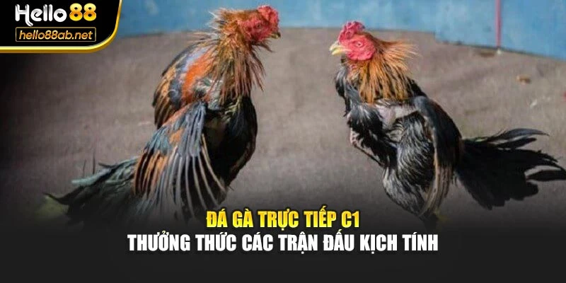 Đá Gà Trực Tiếp C1 – Thưởng Thức Các Trận Đấu Kịch Tính