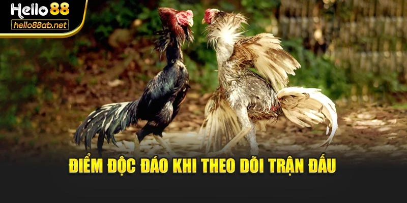 Điểm độc đáo khi theo dõi trận đấu