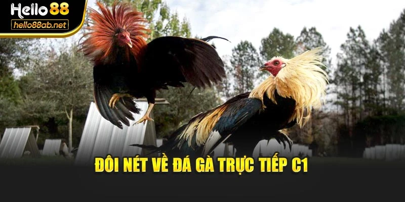 Đôi nét về đá gà trực tiếp C1