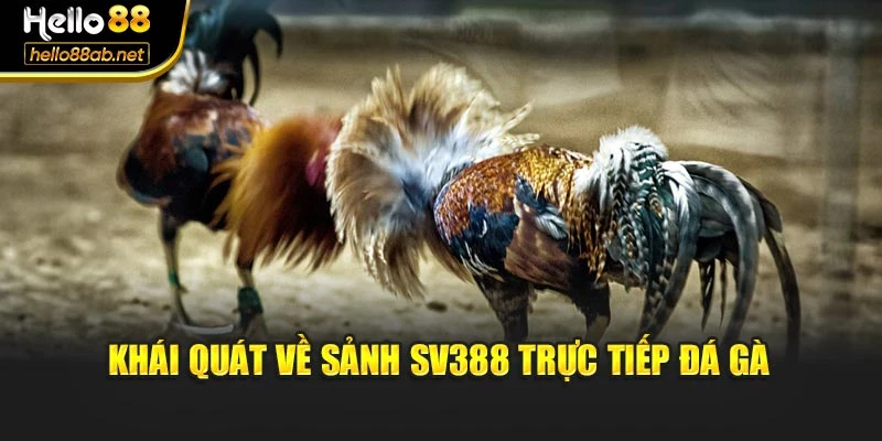Khái quát về sảnh SV388 trực tiếp đá gà