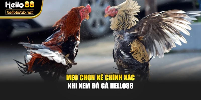 Mẹo chọn kê chính xác khi xem đá gà Hello88