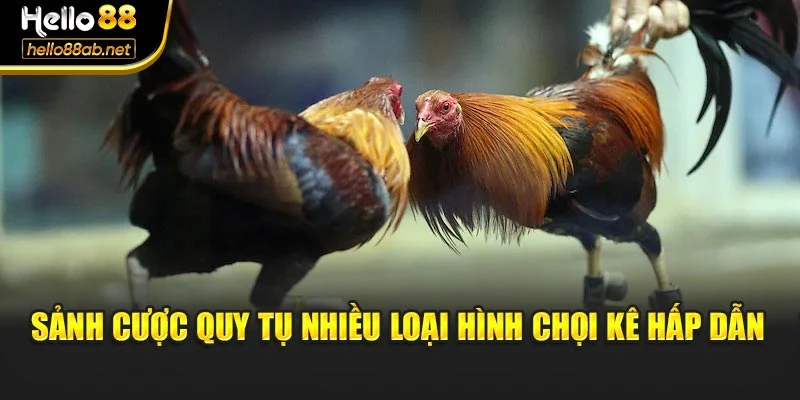 Sảnh cược quy tụ nhiều loại hình chọi kê hấp dẫn