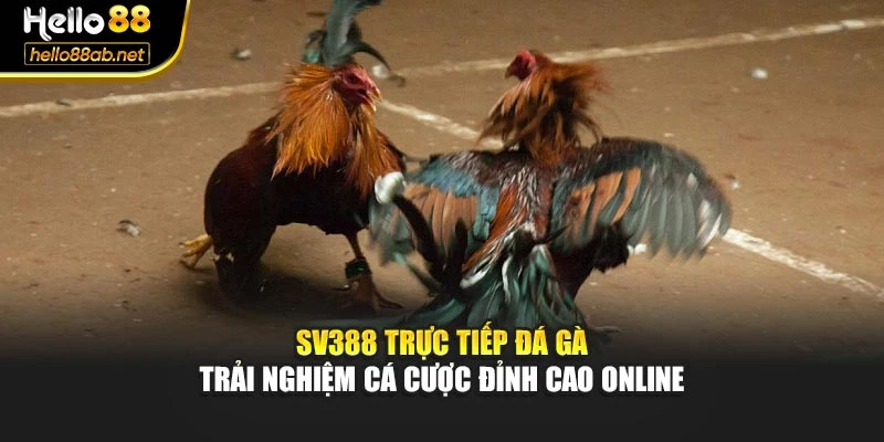 SV388 Trực Tiếp Đá Gà – Trải Nghiệm Cá Cược Đỉnh Cao Online