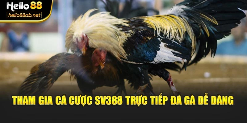 Tham gia cá cược SV388 trực tiếp đá gà dễ dàng
