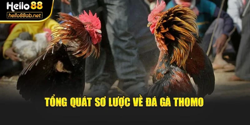 Tổng quát sơ lược về đá gà thomo