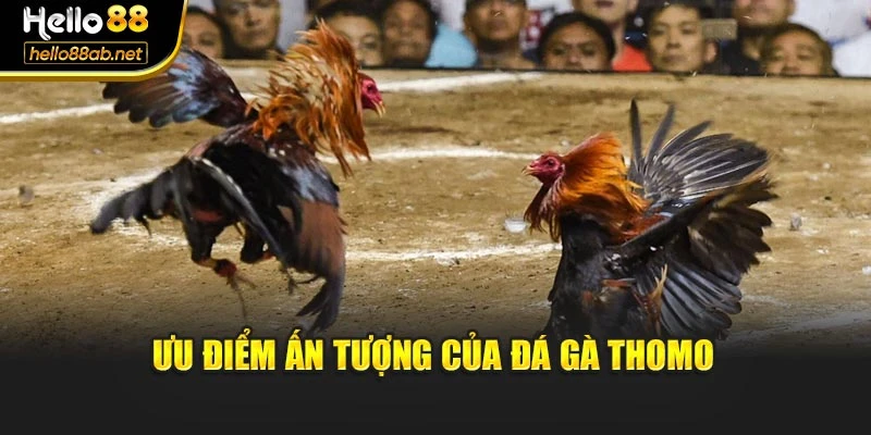Ưu điểm ấn tượng của đá gà thomo